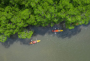 Kayaking_Mangroves-777x529