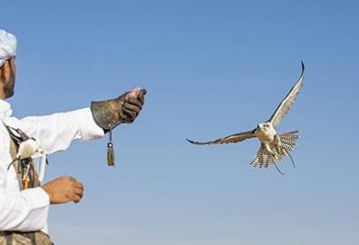 al-zorah-experience-falconry-572x390