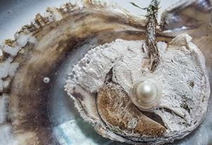 al-zorah-experience-pearl-journey-572x390