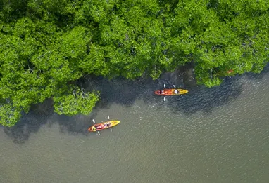 Kayaking_Mangroves-572x390
