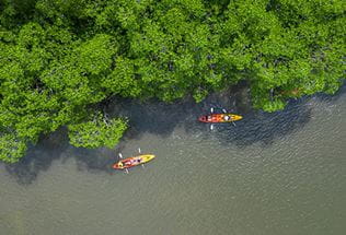 Kayaking_Mangroves-572x390