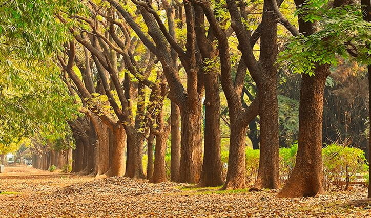 Cubbon Park Bengaluru