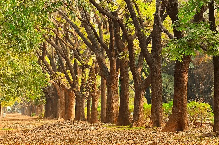 Cubbon Park Bengaluru