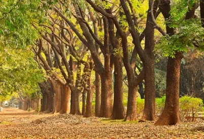 Cubbon Park Bengaluru