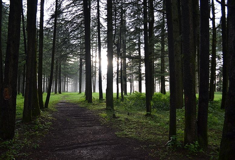 Chail, Shimla