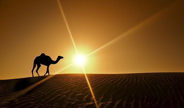 Desert Safari Experience, The Oberoi Dubai
