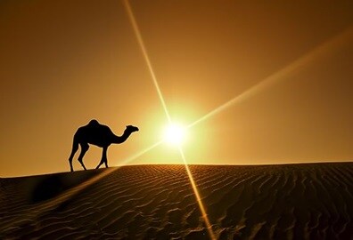 Desert Safari Experience, The Oberoi Dubai