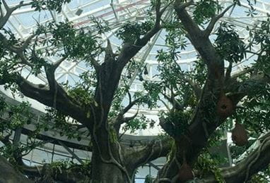 Green Planet 'Rainforest' Visit Experience, The Oberoi Dubai