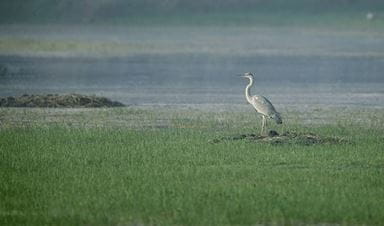 Sultanpur National Bird Sanctuary, Gurgaon