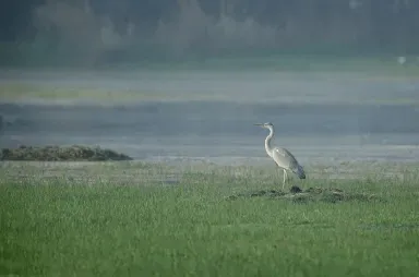 Sultanpur National Bird Sanctuary, Gurgaon