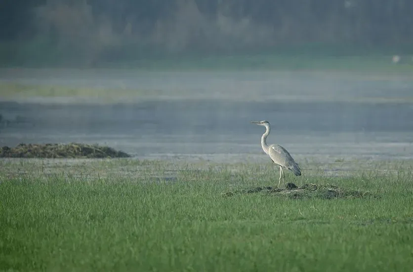 Sultanpur National Bird Sanctuary, Gurgaon