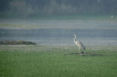 Sultanpur National Bird Sanctuary, Gurgaon