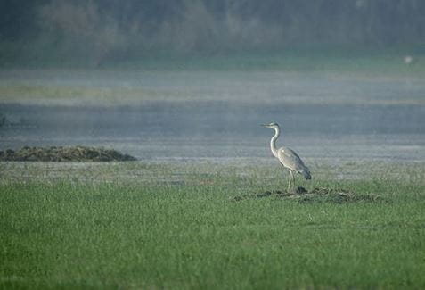 Sultanpur National Bird Sanctuary, Gurgaon