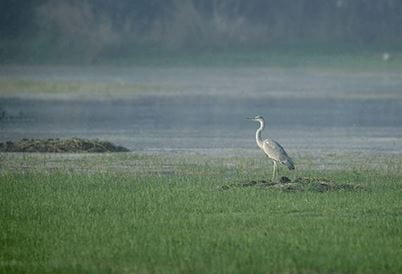 Sultanpur National Bird Sanctuary, Gurgaon