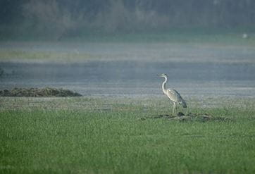 Sultanpur National Bird Sanctuary, Gurgaon
