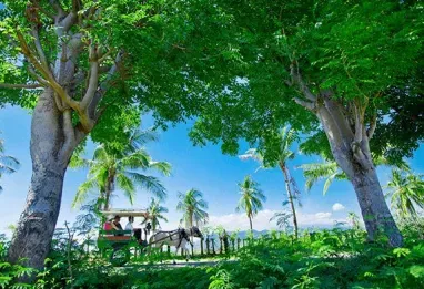Horse Cart at The Oberoi Beach Resort Lombok