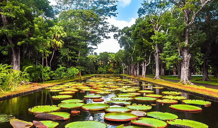 Ramgoolam-botanical-garden-pond-with-victoria-amazonica-giant-water-lilies