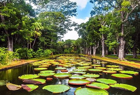 Ramgoolam-botanical-garden-pond-with-victoria-amazonica-giant-water-lilies