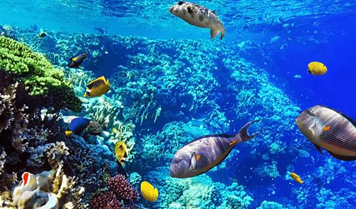 5 Star Hotel in Sahl Hasheesh | Best Resort In Egypt | The Oberoi Hotel