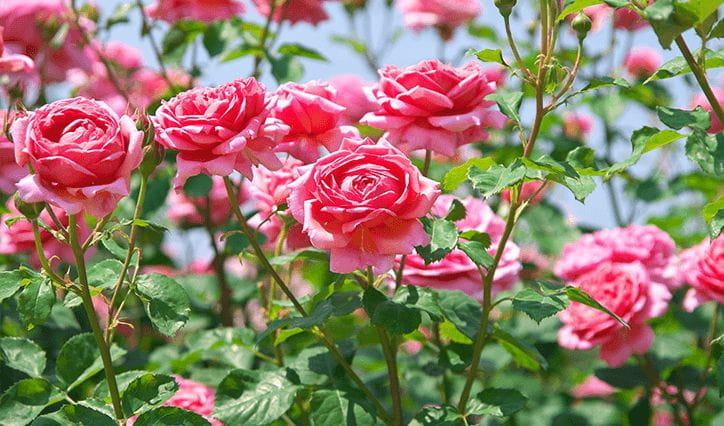 Zakir Hussain Rose Garden in Chandigarh| The Oberoi Sukhvilas