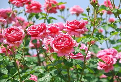 Zakir Hussain Rose Garden, Chandigarh