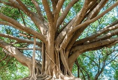 Trees of Chandigarh at The Oberoi Sukhvilas Spa Resort Chandigarh