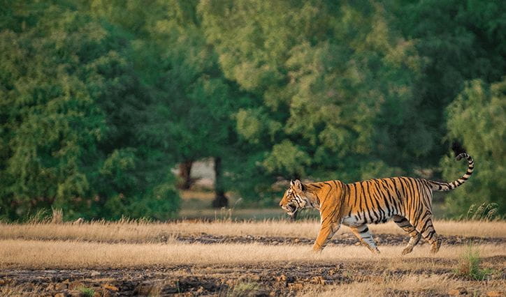 A Perfect Day in the Jungle Experience at The Oberoi Vanyavilas Ranthambhore