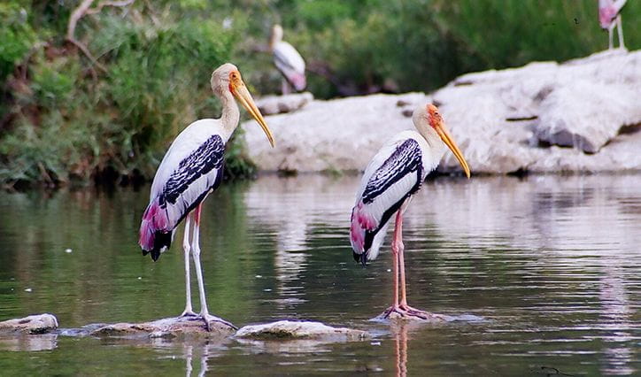 Bird Watching at Surwal Lake Experience