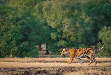 A Perfect Day in the Jungle Experience at The Oberoi Vanyavilas Ranthambhore