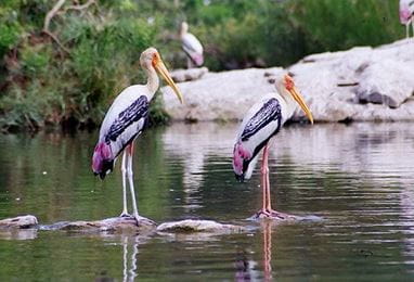 Bird Watching at Surwal Lake Experience