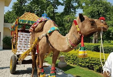 Camel Cart Ride Experience at The Oberoi Vanyavilas Ranthambhore