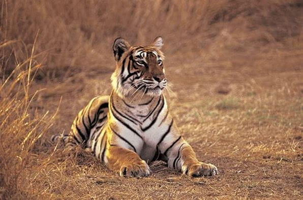 5 Star Luxury Resort at The Oberoi Vanyavilas Ranthambhore